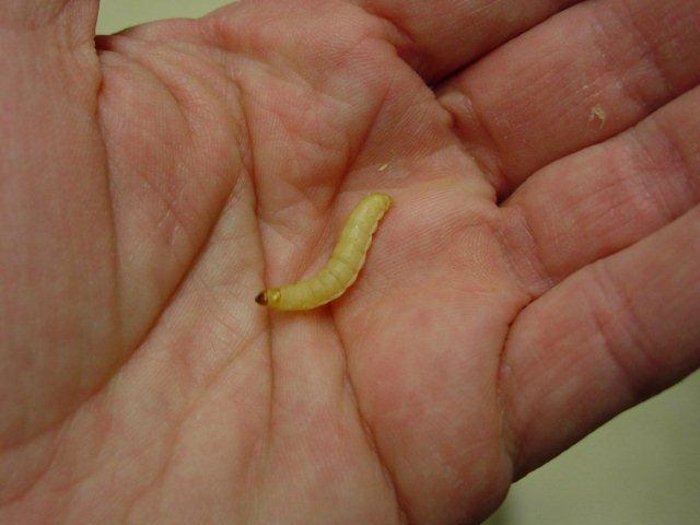 Wax Worm